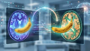 IA reconstruye imágenes desde escáneres cerebrales